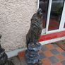 garden Image 4