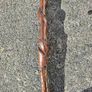 For Sale: Authentic Handcrafted Vine-In Irish Walking Stick 98cm Image 8