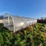 Polytunnel Image 3