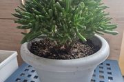 Large Crassula ovata succulent