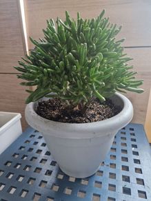Large Crassula ovata succulent