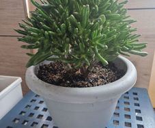 Large Crassula ovata succulent