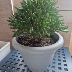 Large Crassula ovata succulent