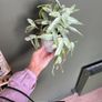 plastic house plant Image 2