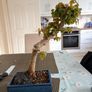 Trident bonsai Image 2