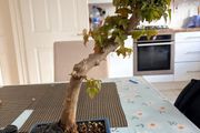 Trident bonsai