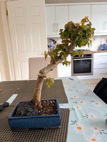 Trident bonsai
