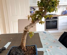 Trident bonsai