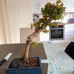 Trident bonsai