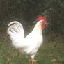Leghorn Roosters Image 9