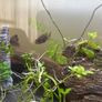 fish Image 3