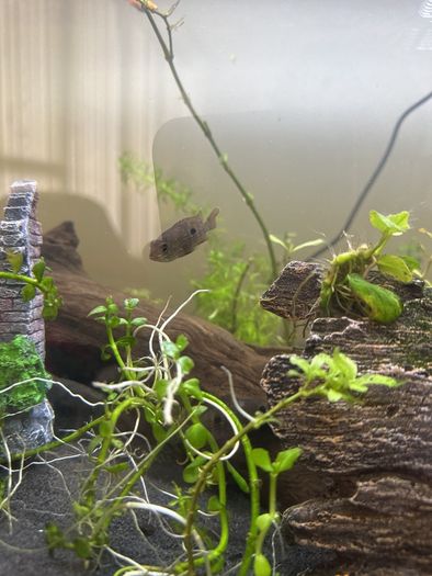 fish
