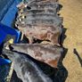 Aa Bullas & Heifers Image 6