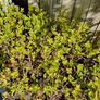Golden Privet Hedging Plants Image 6