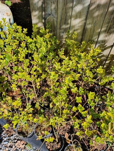 Shrubs and Garden Plants