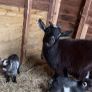 2 Pygmy goats Image 4