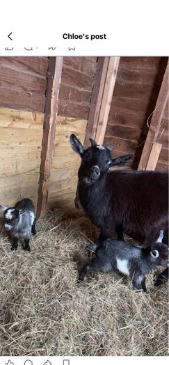 2 Pygmy goats