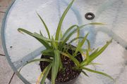 Pendulus sage