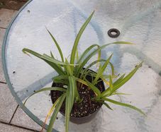 Pendulus sage