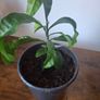 Plant Image 3