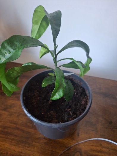 Plant