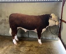 Cattle