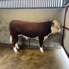 Cattle