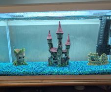 Fish Tank and Accessories