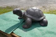 Turtle Dark Large GA59