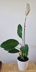 Large Peace Lily