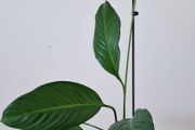 Large Peace Lily