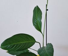 Large Peace Lily