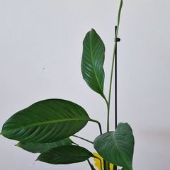 Large Peace Lily