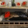 Dog bed side table Image 2