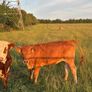Cattle Image 2