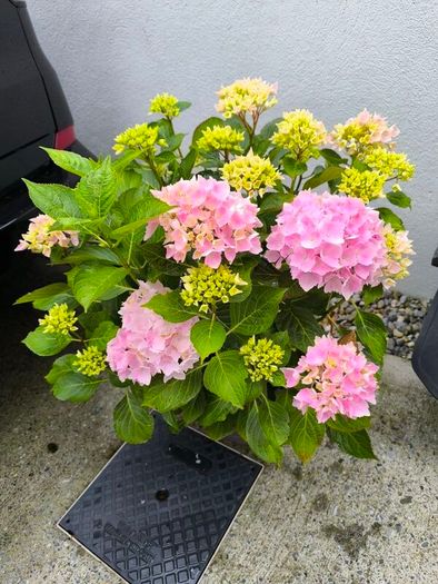 garden plants