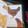 Keeping Pet Chickens: Bring your garden to life and enjoy the bounty of fresh... (Hardcover) Image 6