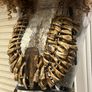 1 Museum Piece Buffalo Teeth Tribal Bib Necklace Rare Necklace Chest Piece Image 7