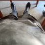 RUBBER, Vulcanized rubber chest waders size 10.5 black Image 3