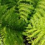 4ft dicksonia Antartica tree fern Image 3