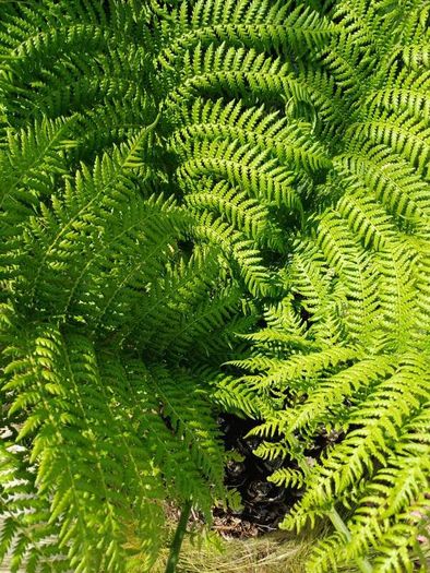 4ft+ Dicksonia Antartica tree fern thick trunk