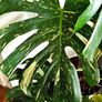 Very large Monstera Thai Constellation plant Image 3