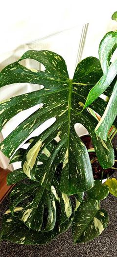 Very large Monstera Thai Constellation plant