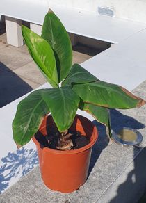 Banana Palm