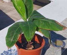 Banana Palm