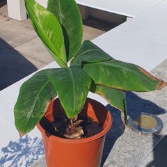 Banana Palm