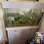Large fish Tank Image 2
