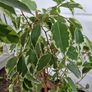 Weeping fig plant Image 4