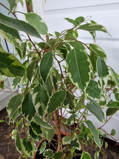 Weeping fig plant
