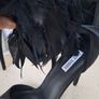 Black feather heels PRICE DROP Image 4